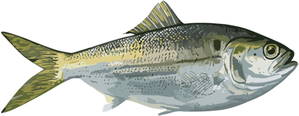 Atlantic Menhaden